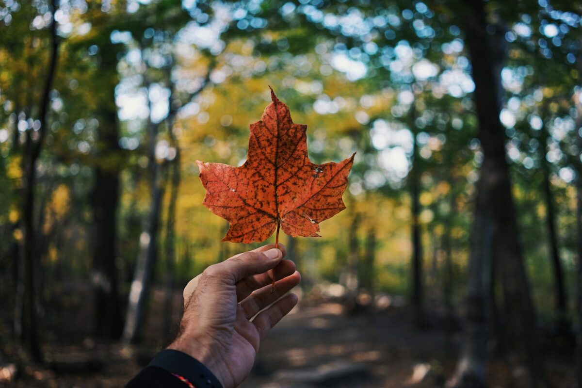 Holistic Drug Rehab in Toronto